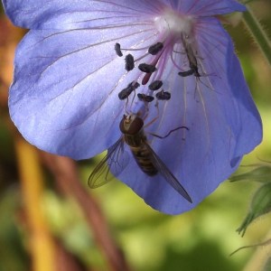 Hoverfly