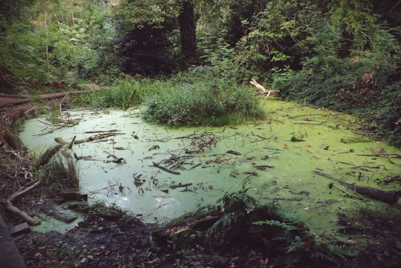 Pond in old gravel pit