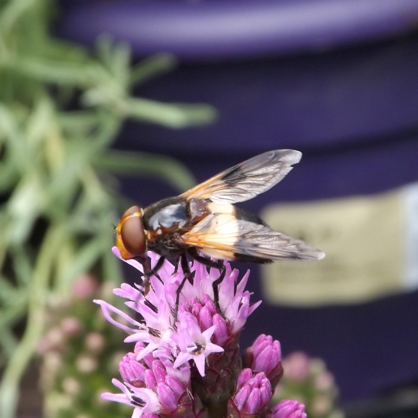Large Pied-hoverfly (Volucella pellucens)