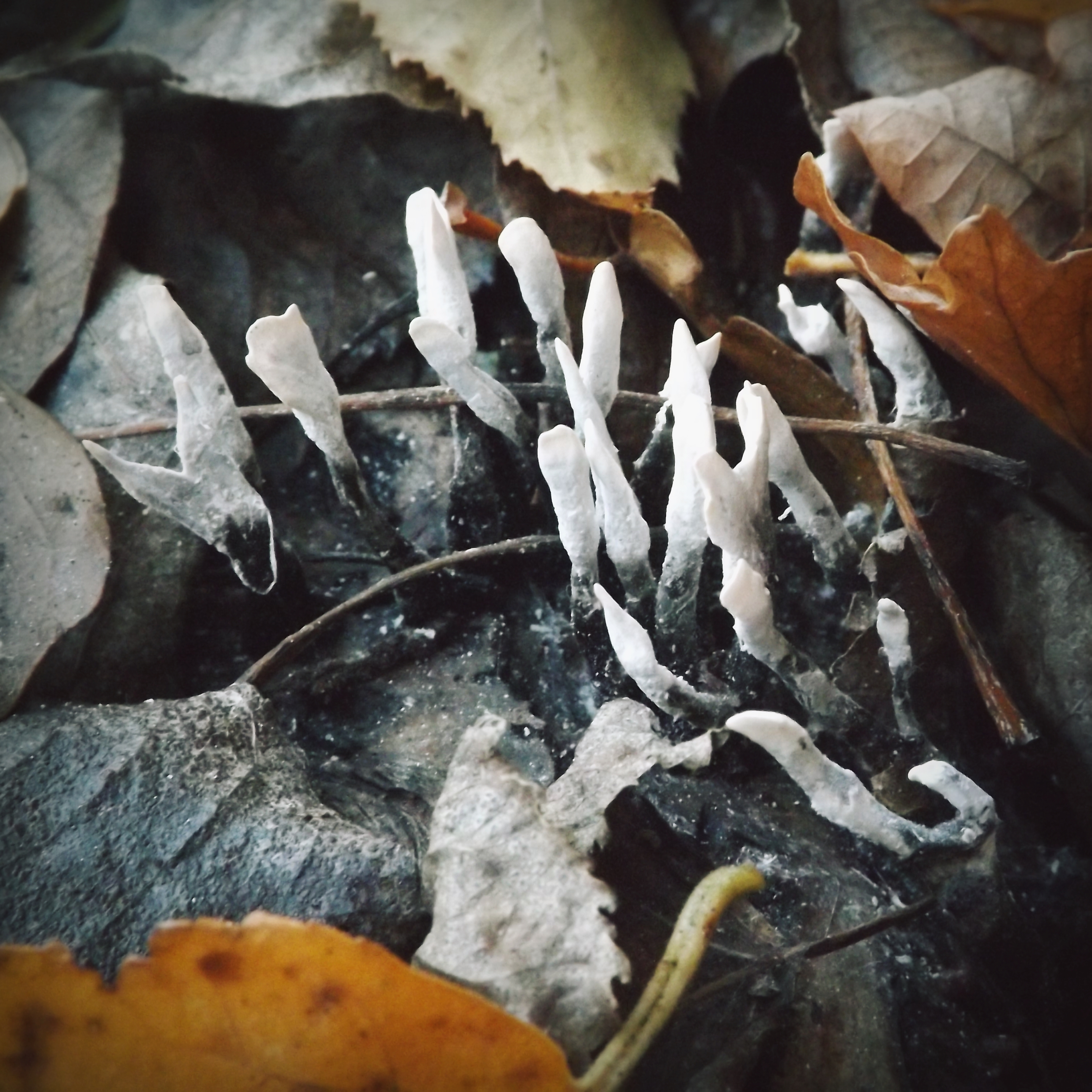 Candlesnuff (Xylaria hypoxylon)