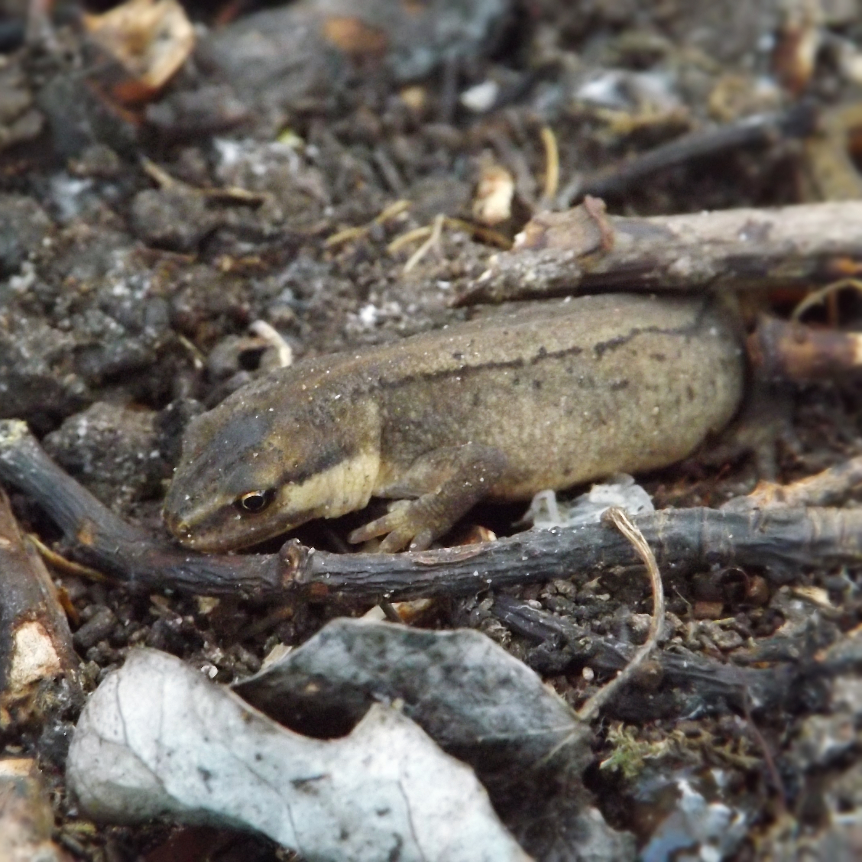 Smooth Newt (Lissotriton vulgaris)