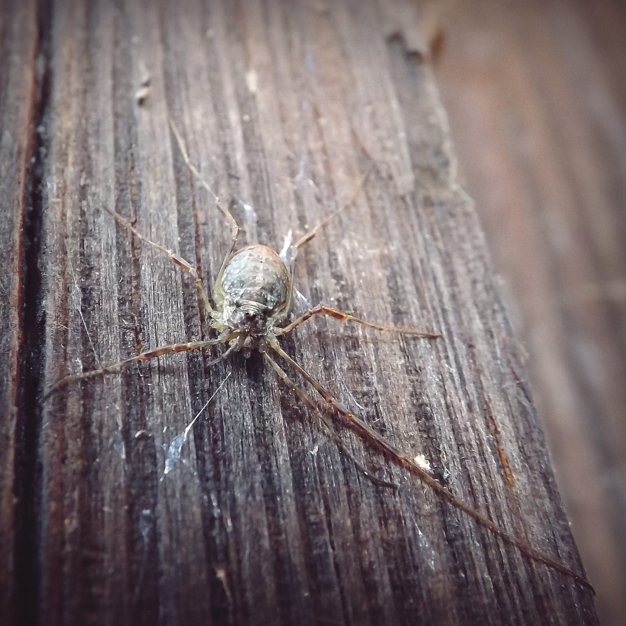 Paroligolophus agrestis