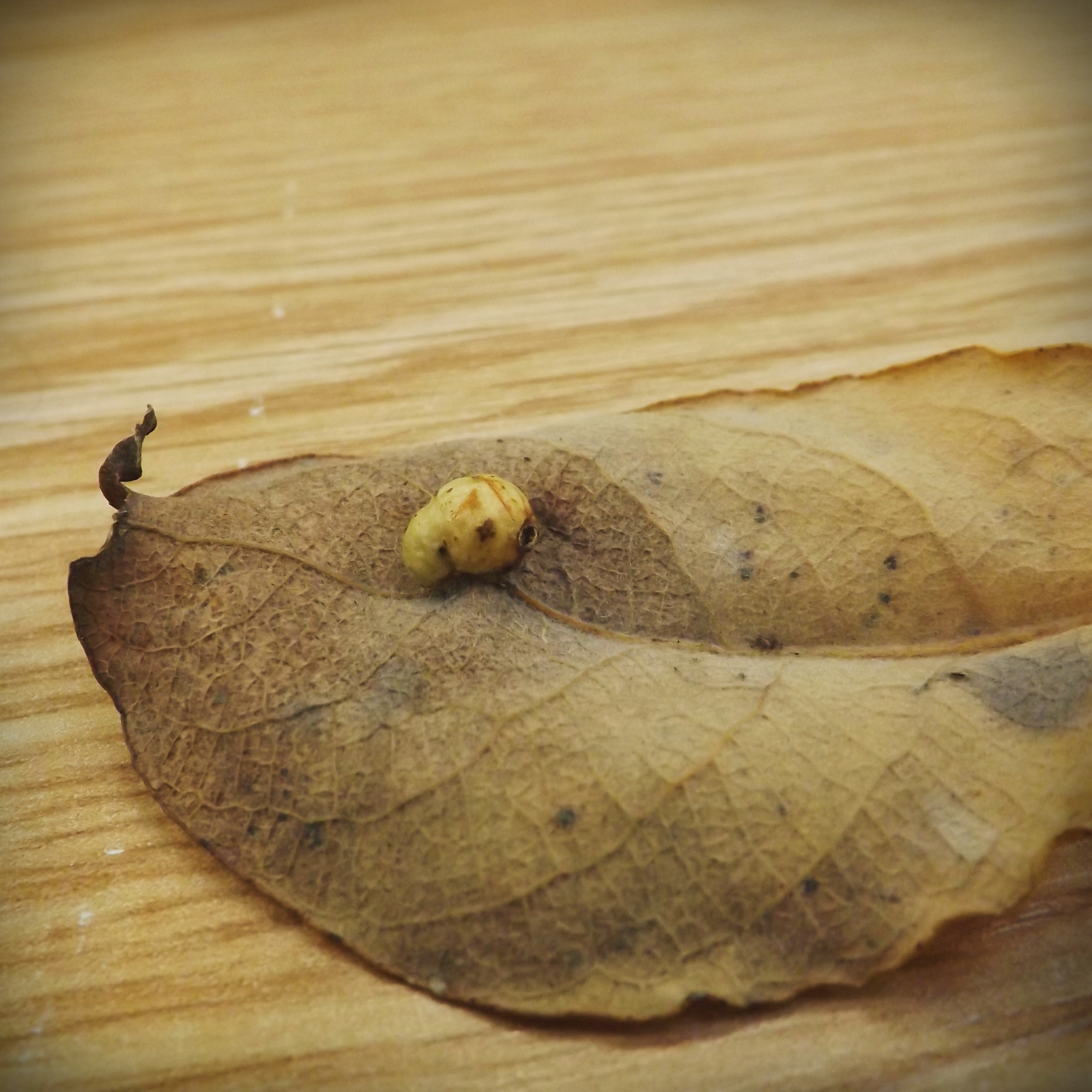 Willow Gall Sawfly (Pontania pedunculi)