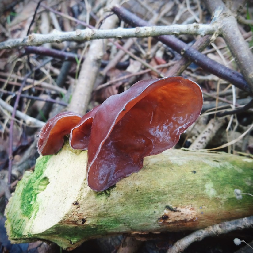 Jelly Ear (Auricularia auricula-judae)