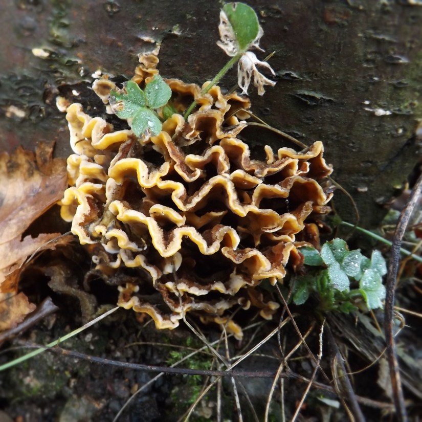 Hairy Curtain Crust (Stereum hirsutum)