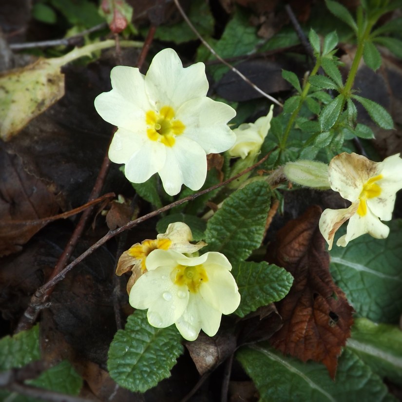 Primrose (Primula vulgaris)