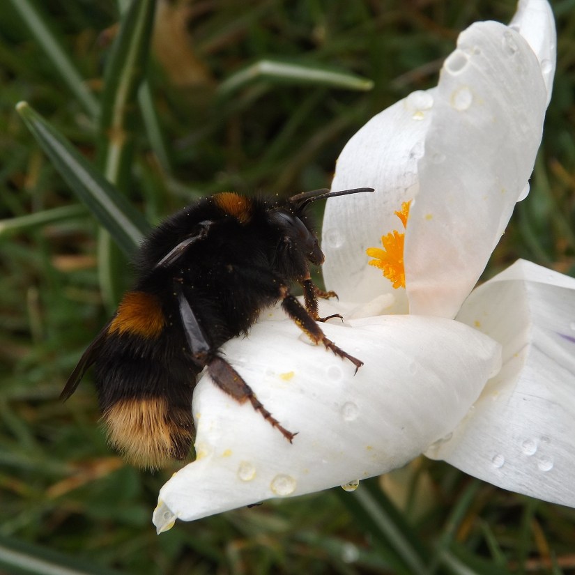 Buff-tail Bumblebee (Bombus terrestris)