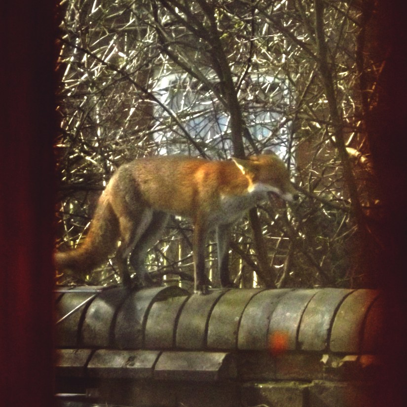 Red Fox (Vulpes vulpes)