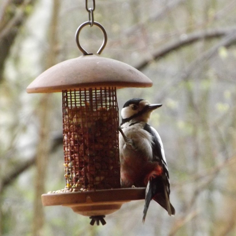 Great Spotted Woodpecker (Dendrocopos major)