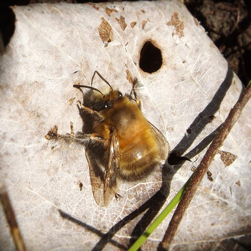 Hairy-footed Flower Bee (Anthophora plumipes)