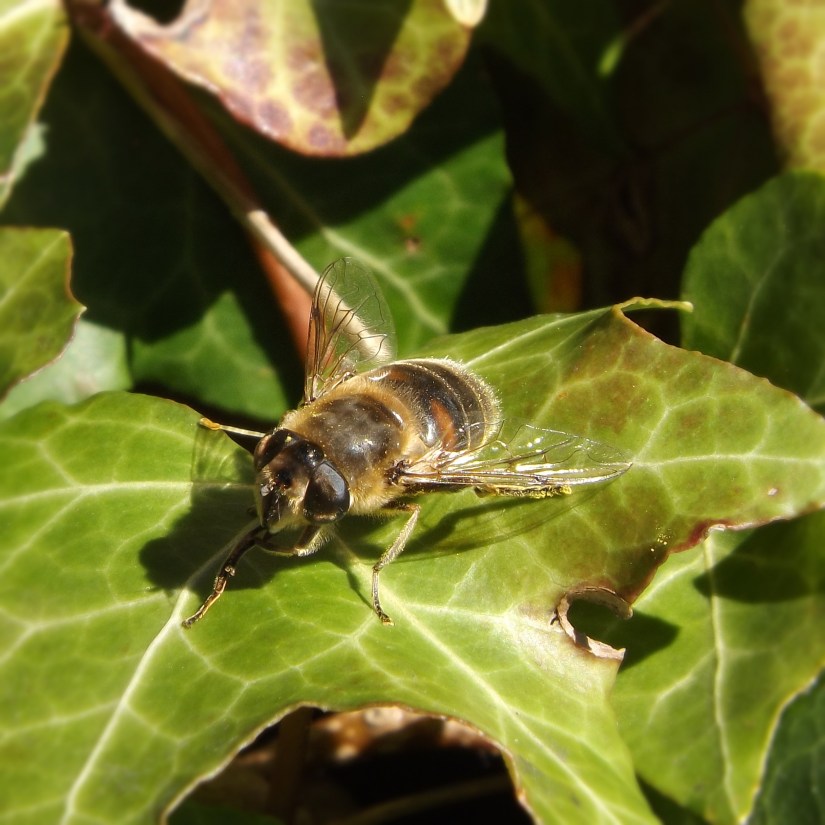 Stripe-eyed Dronefly (Eristalis tenax)