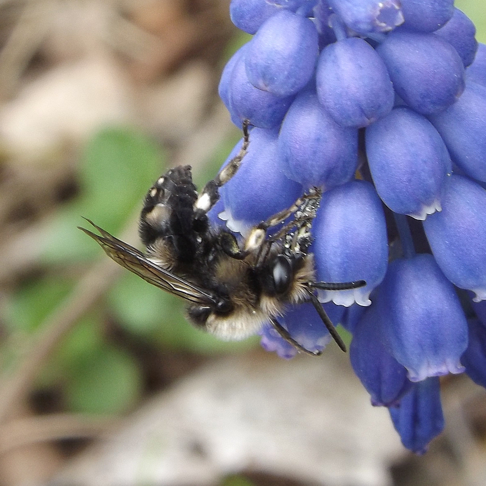 Common Mourning Bee (Melecta albifrons)