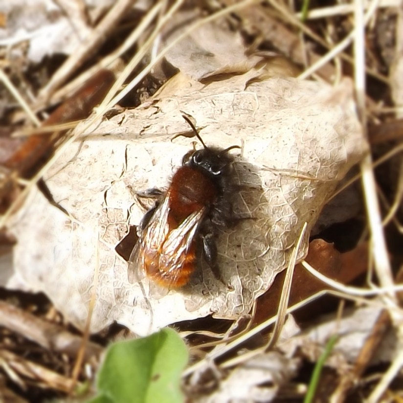 Tawny Mining Bee (Andrena fulva)