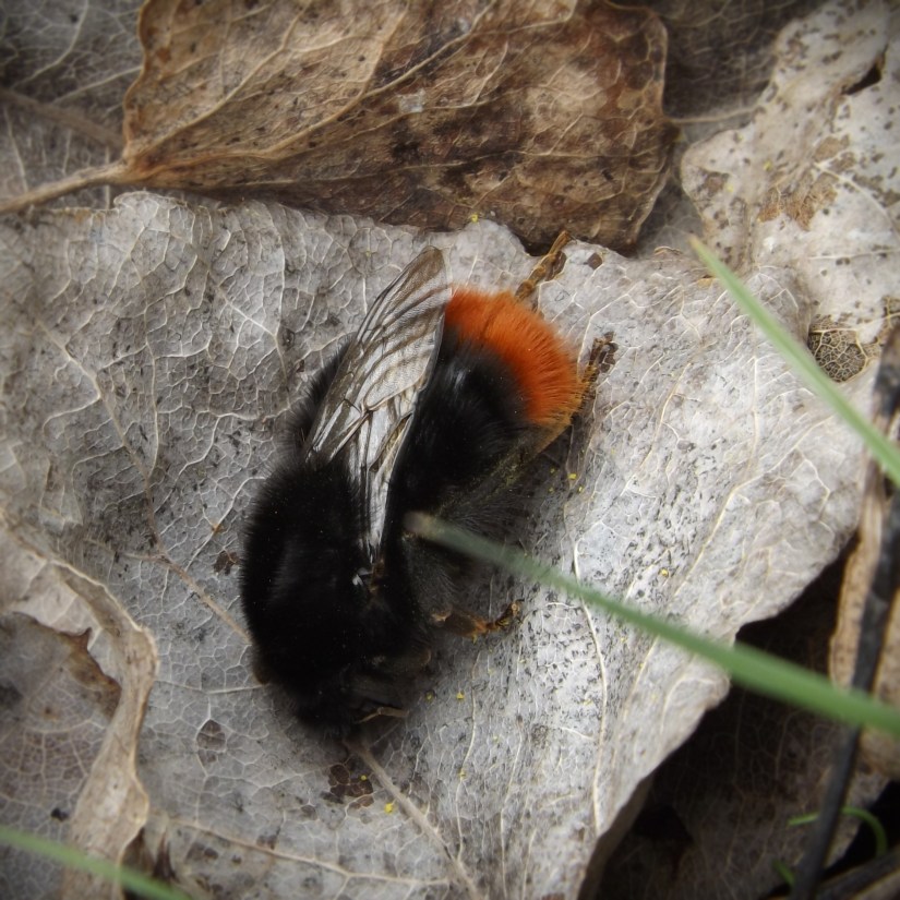 Red-tailed Bumblebee (Bombus lapidarius)