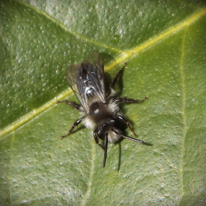 Ashy Mining Bee (Andrena cineraria)