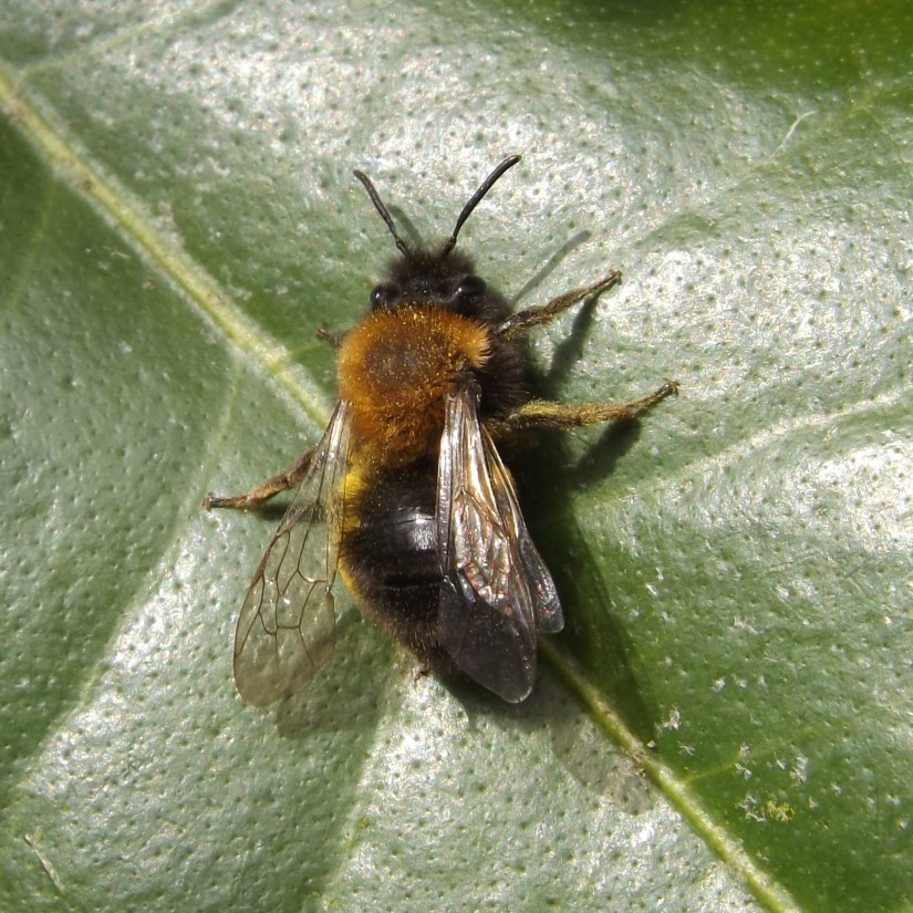 Clarke's Mining Bee (Andrena clarkella)