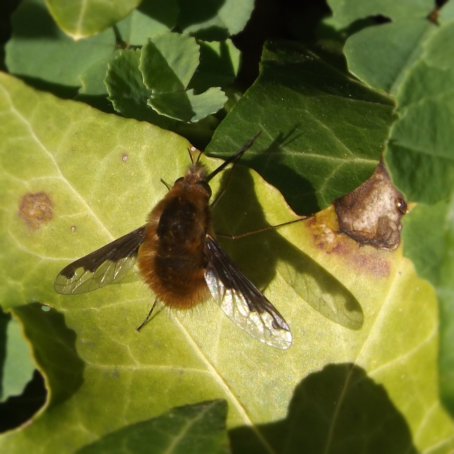 Dark-edged Bee-fly (Bombylius major) 