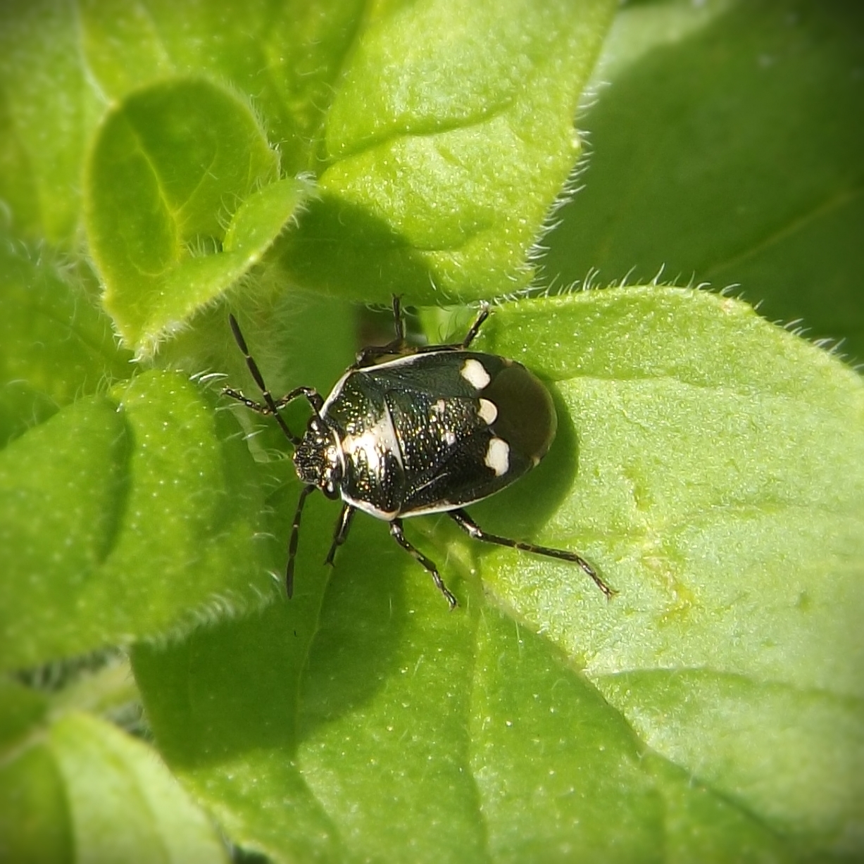 Brassica Shieldbug (Eurydema oleracea)