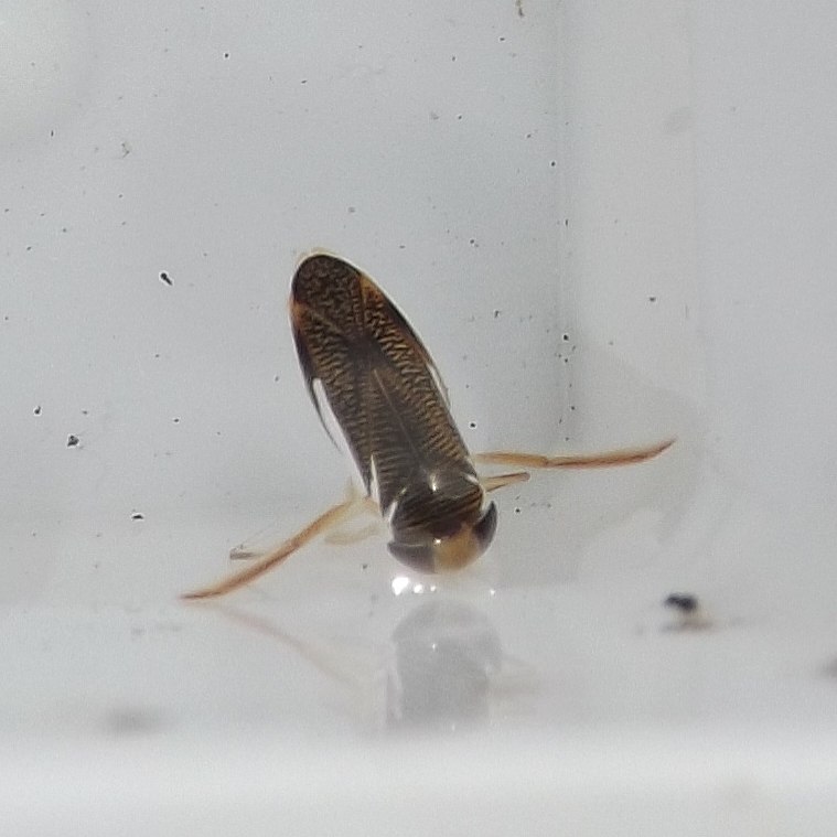 Water Boatmen (Corixidae)