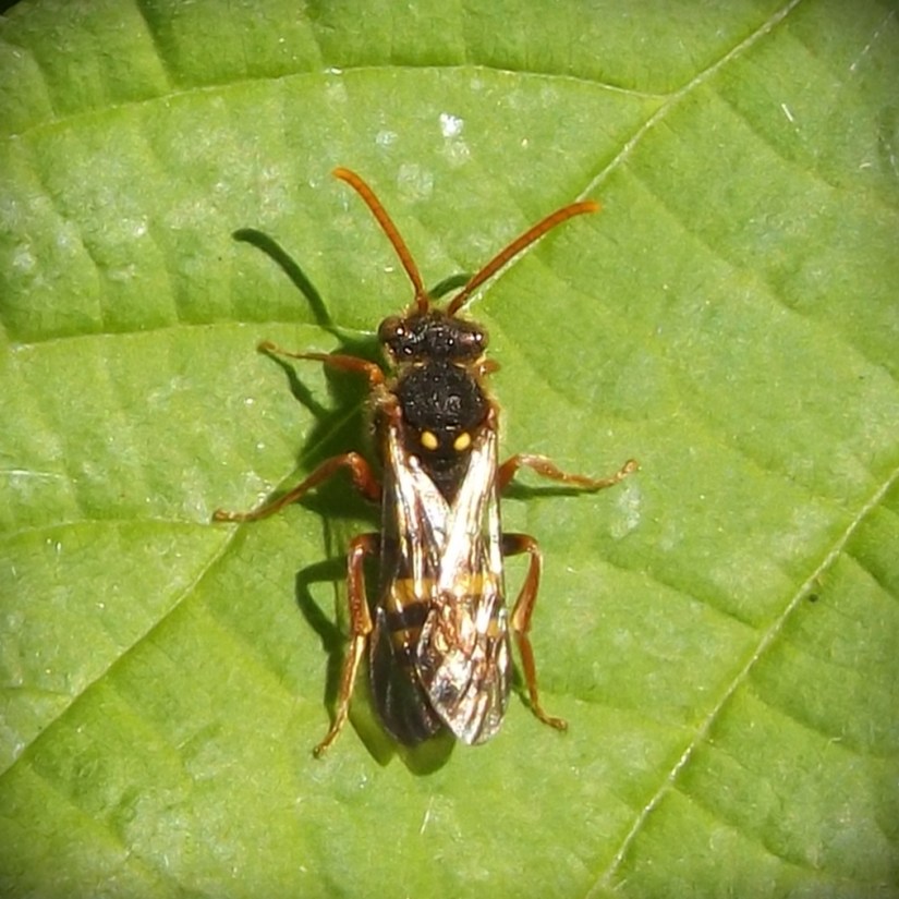 Marsham’s Nomad Bee (Nomada marshamella)