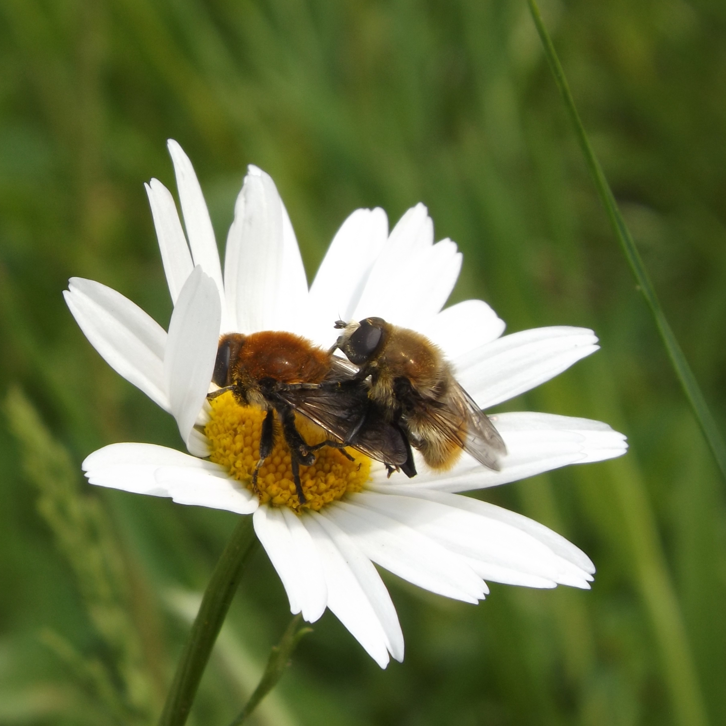Greater Bulb-Fly (Merodon equestris)
