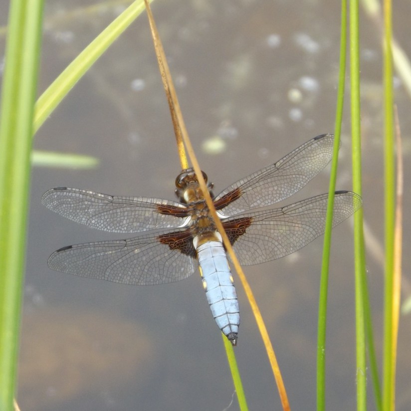 Broad-bodied Chaser (Libellula depressa)