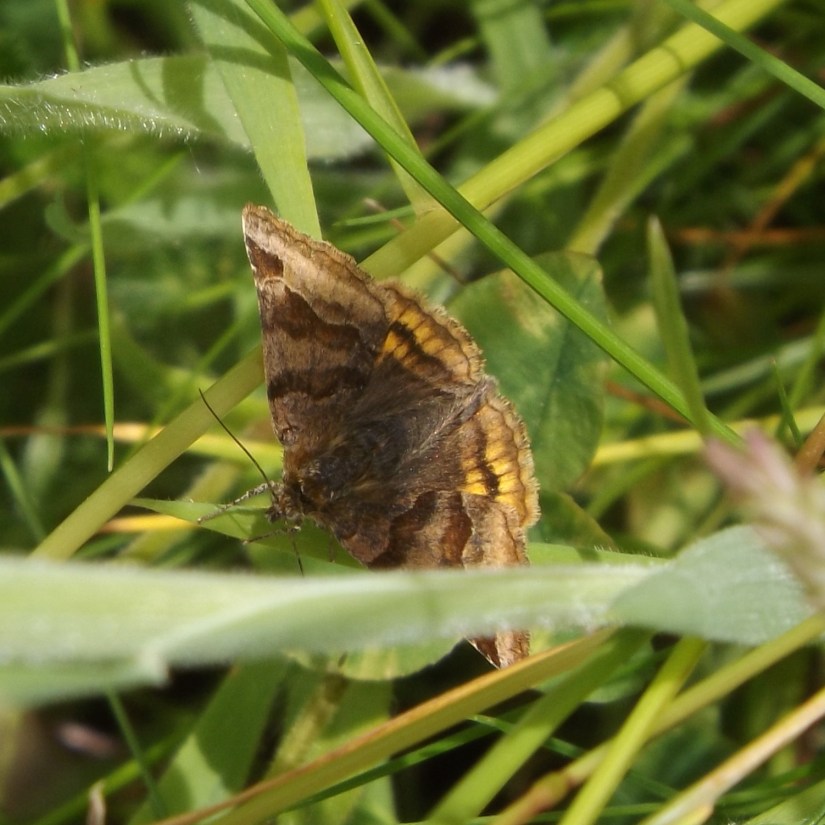 Burnet Companion (Euclidia glyphica)
