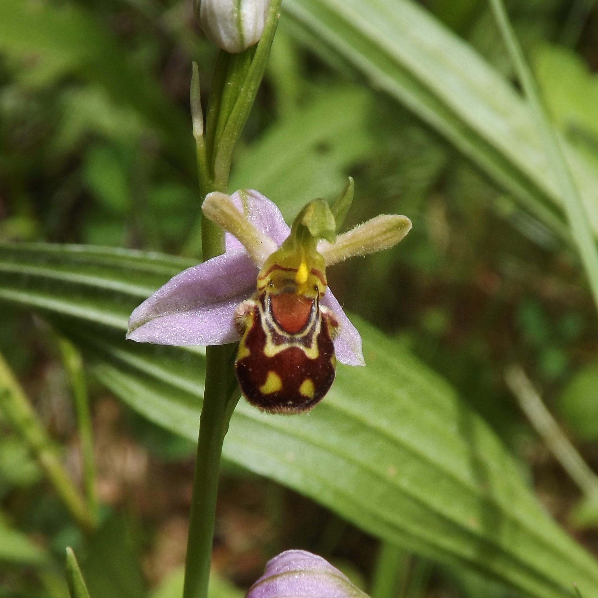 Bee Orchid (Ophrys apifera) 