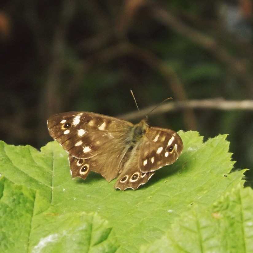 Speckled Wood (Pararge aegeria)