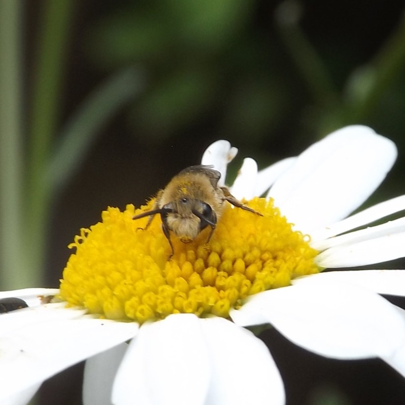plasterer bee (Colletes sp.)
