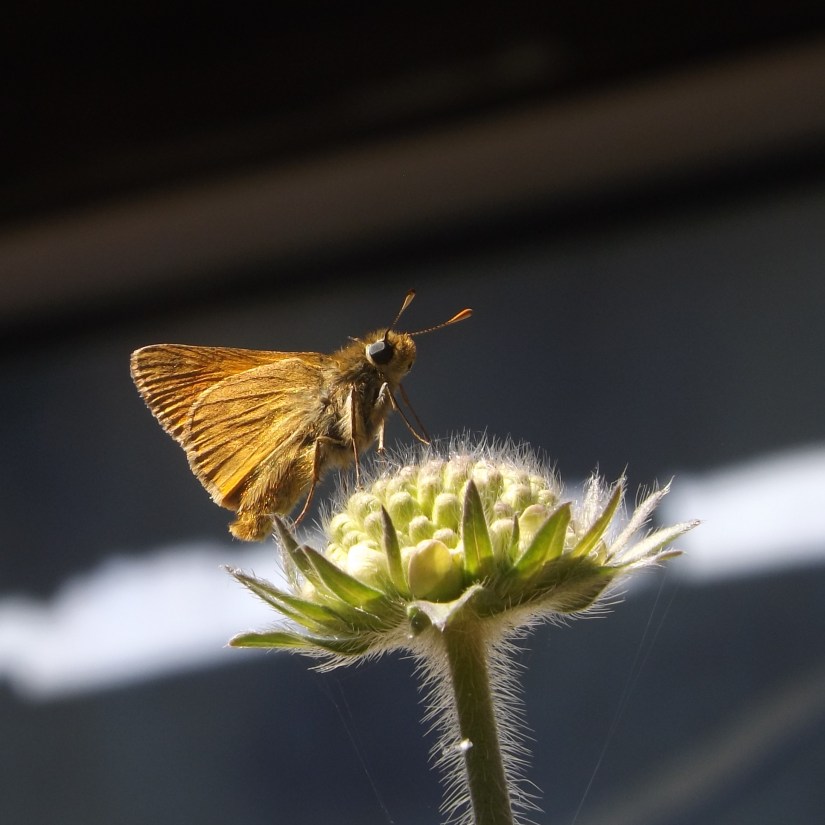 Large Skipper (Ochlodes sylvanus)
