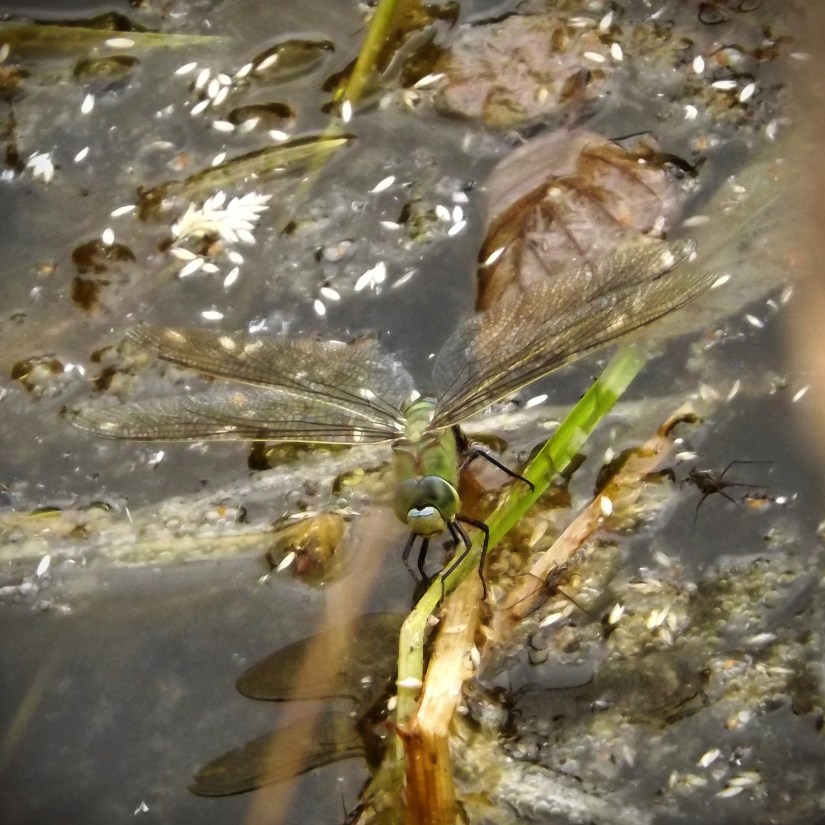 Emperor Dragonfly (Anax imperator)