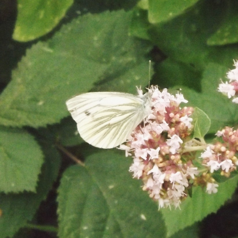 Green-veined White (Pieris napi)