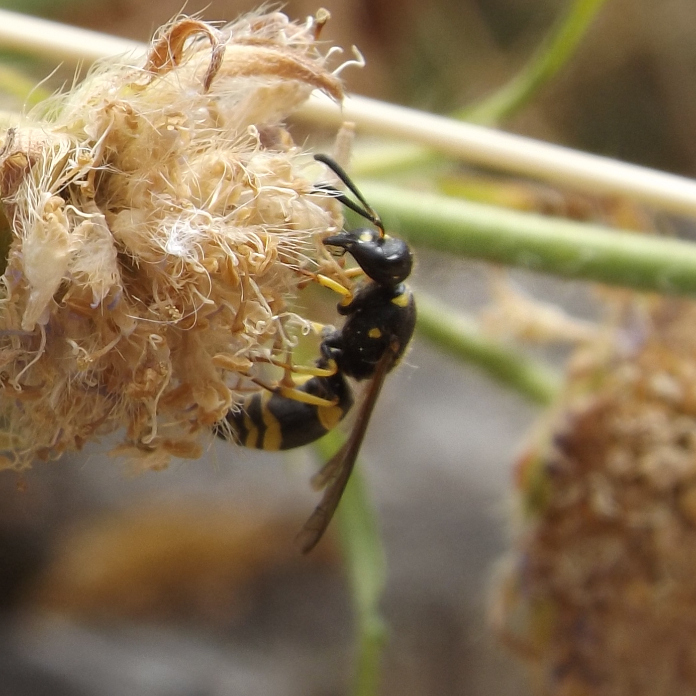potter wasp (Ancistrocerus sp.)