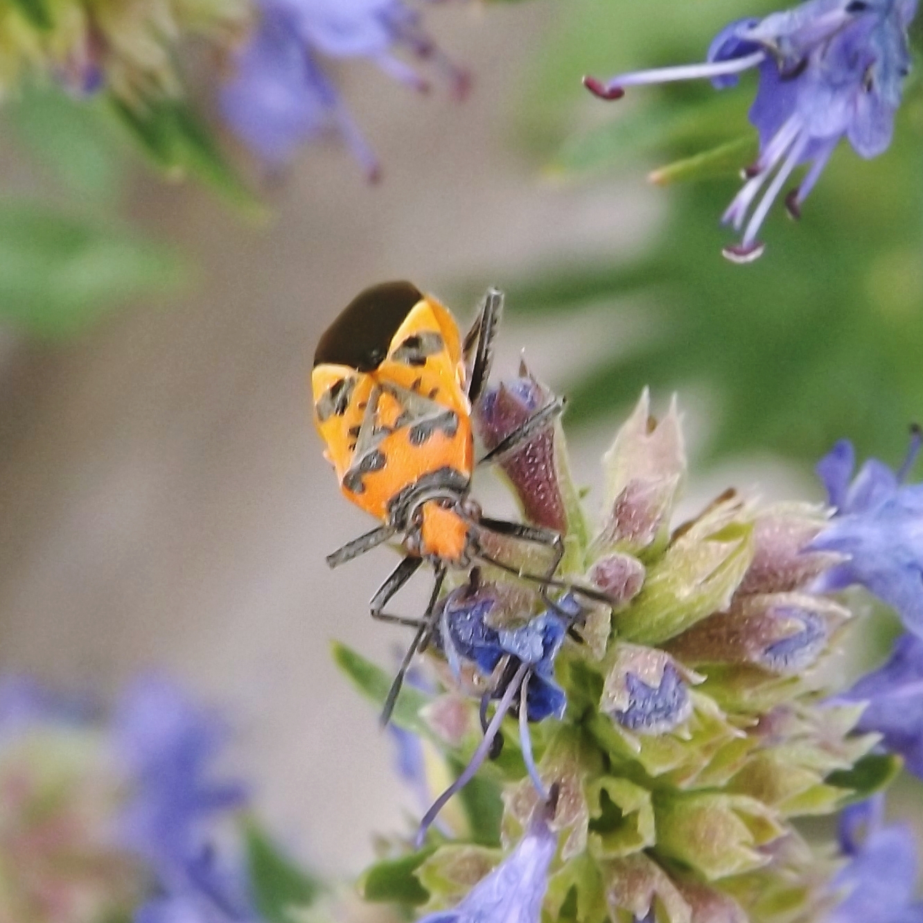 Cinnamon Bug (Corizus hyoscyami)