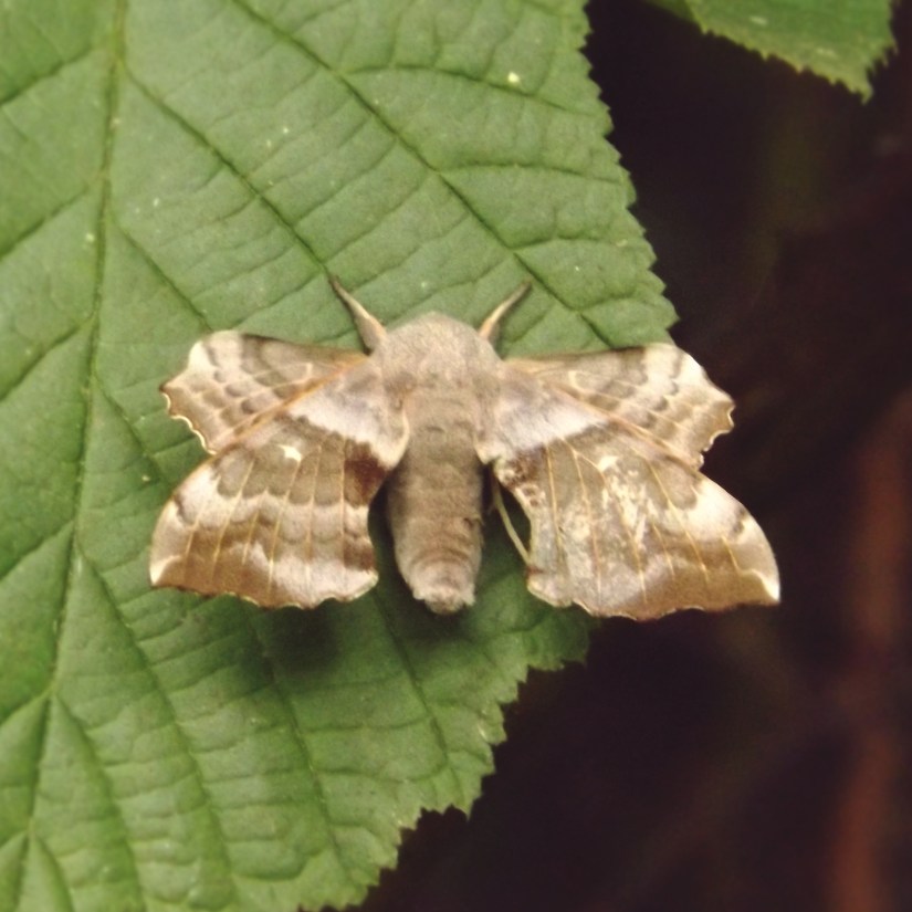 Poplar Hawk Moth (Laothoe populi)