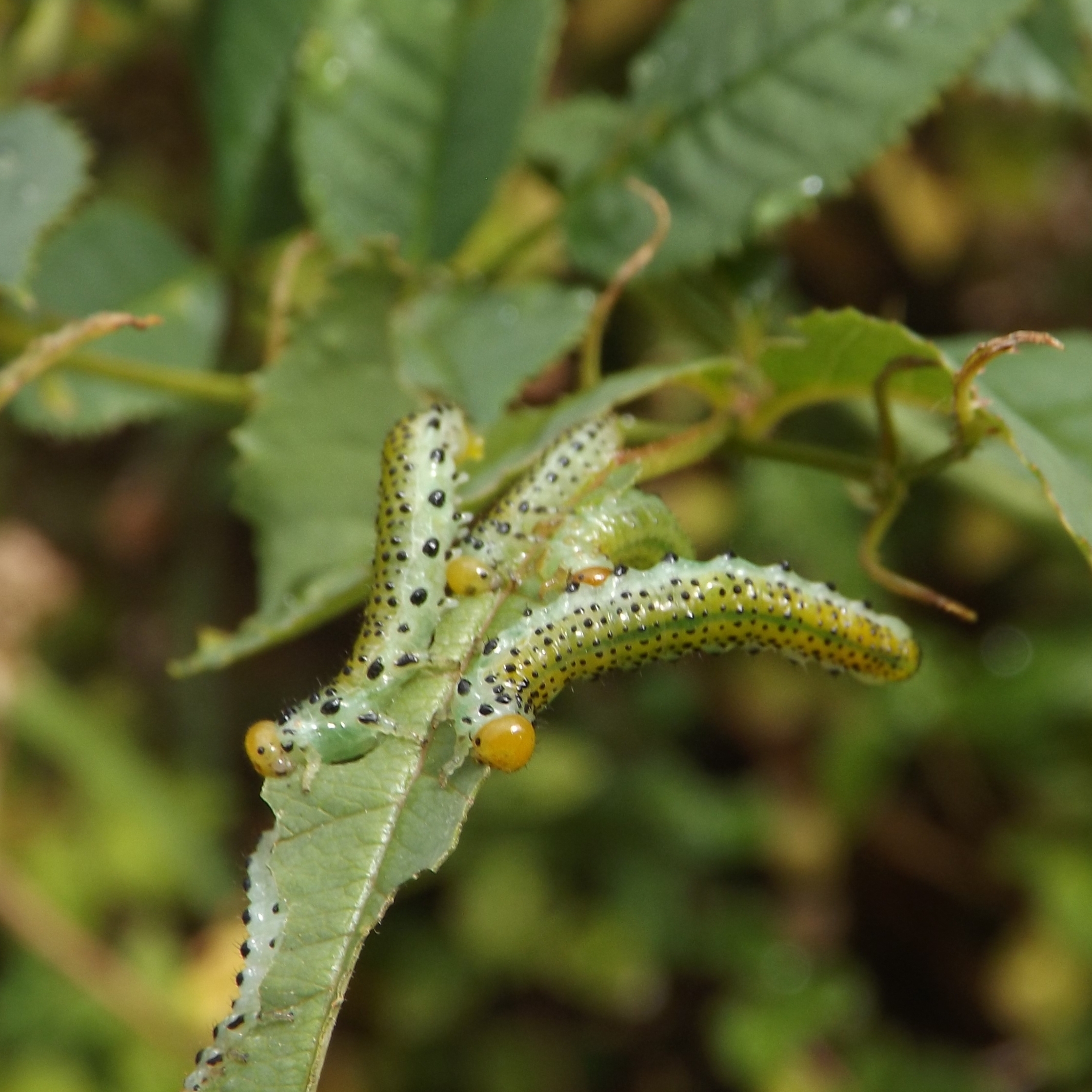 Sawfly larva
