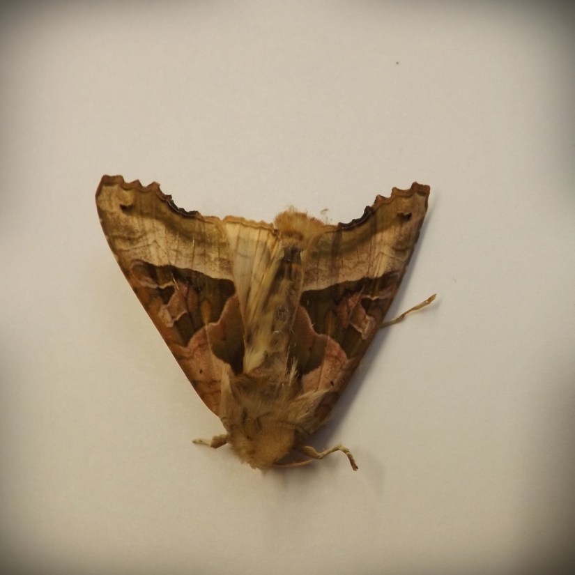 Angle Shades (Phlogophora meticulosa)