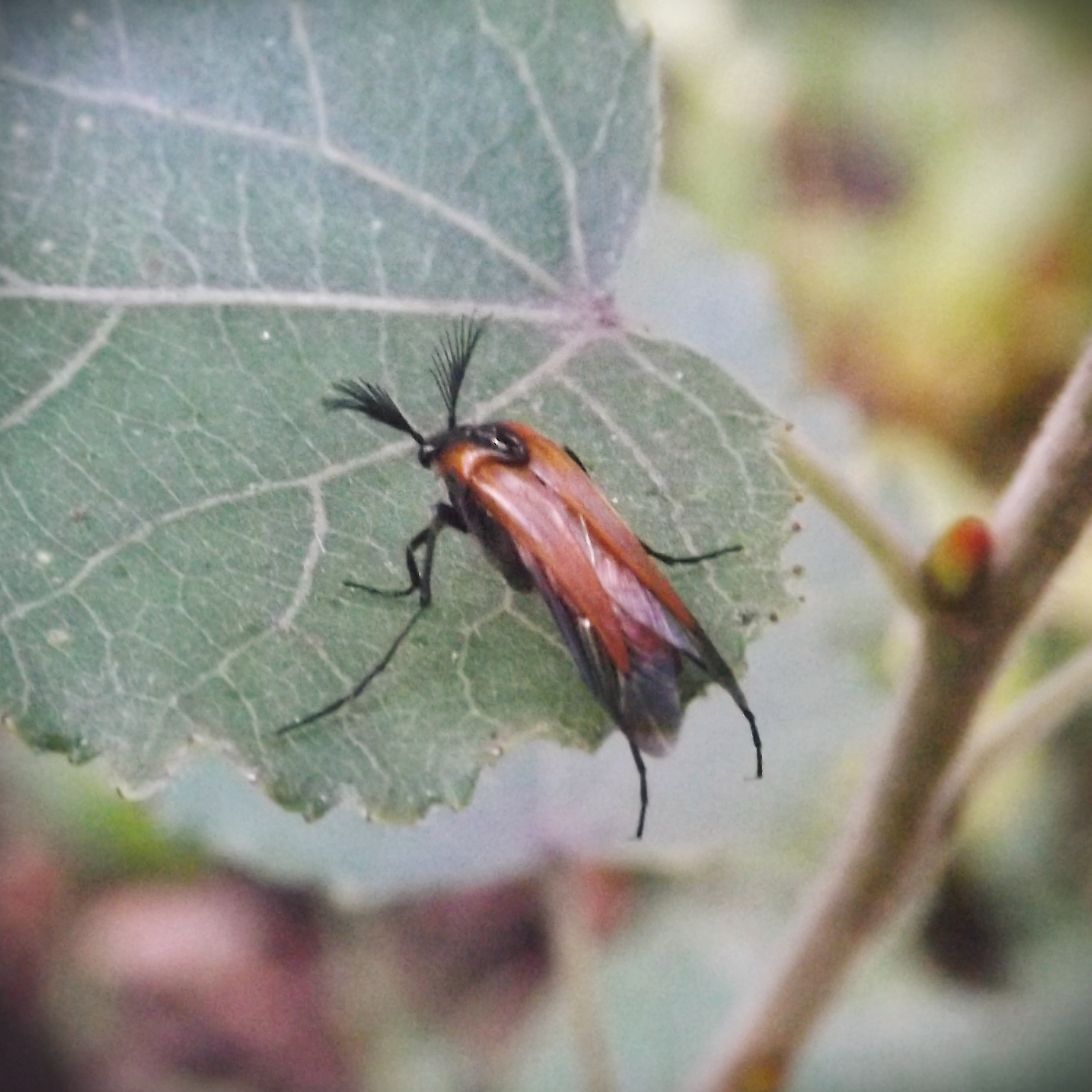 Wasp Nest Beetle (Metoecus paradoxus)