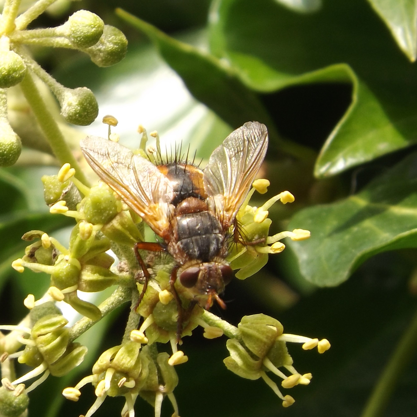 a tachinid fly (Tachina fera)