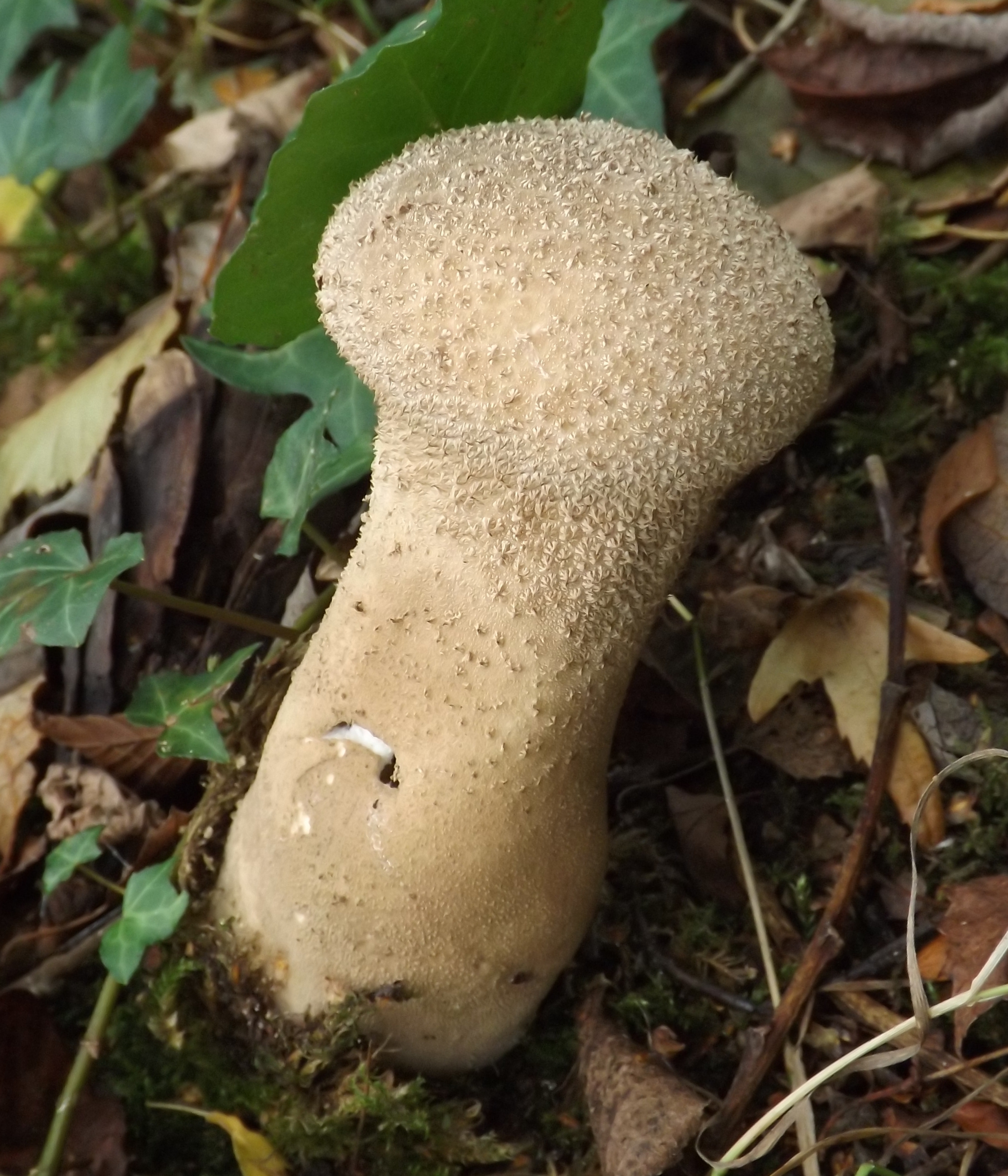 Pestle Puffball (Lycoperdon excipuliforme)