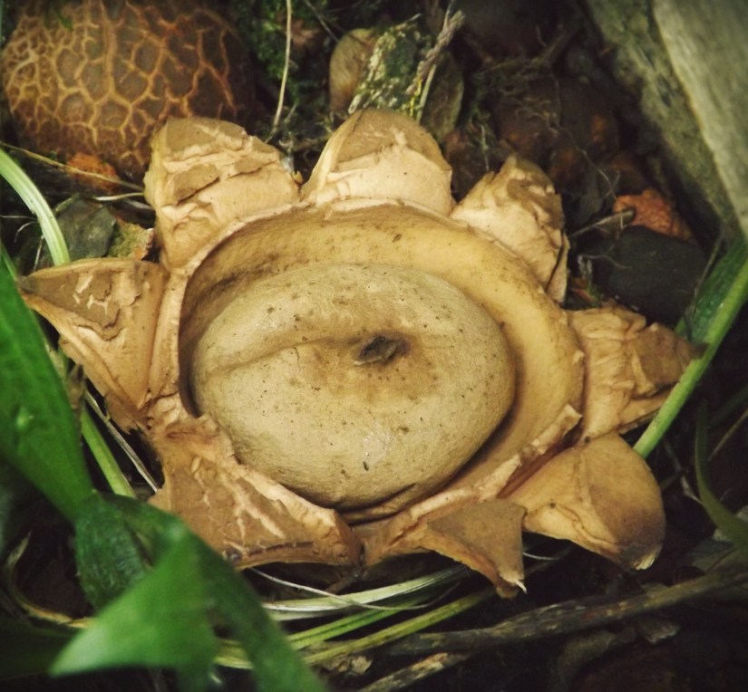 Collared Earthstar (Geastrum triplex)