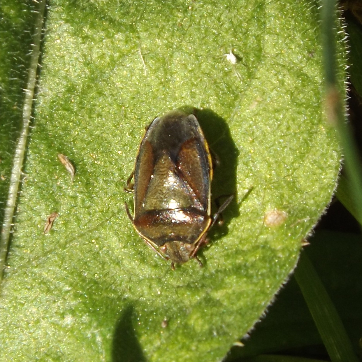 Gorse Shieldbug (Piezodorus lituratus)