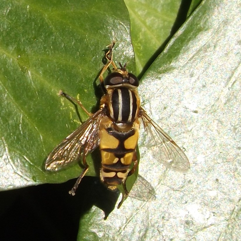 Tiger Hoverfly (Helophilus pendulus)