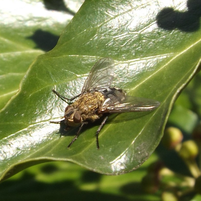 Awkward Clusterfly (Pollenia rudis)
