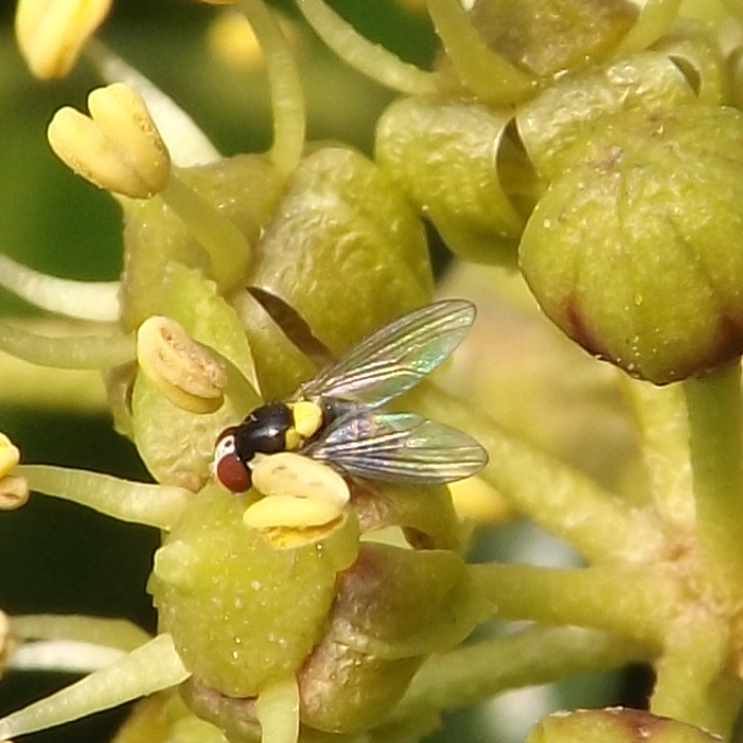 a fruit fly (Acletoxenus formosus)