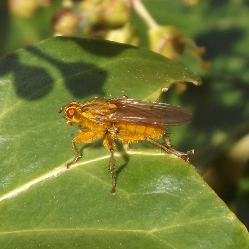Yellow Dung-fly (Scathophaga stercoraria)