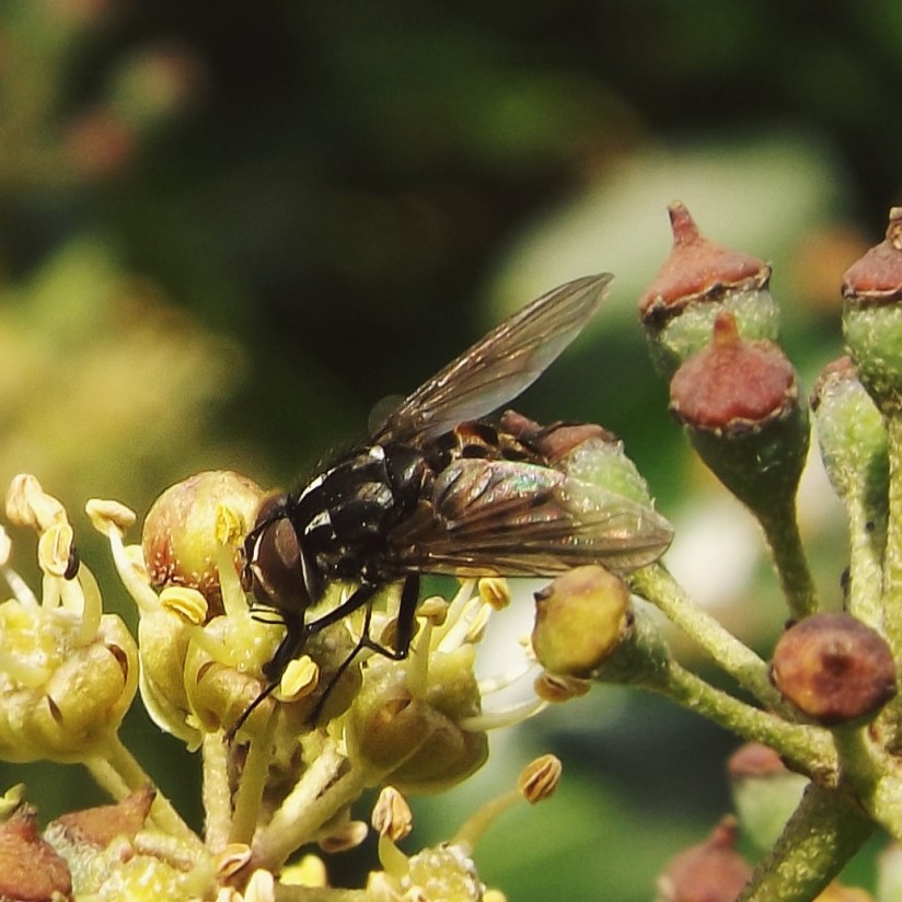 a house fly (Graphomya maculata)