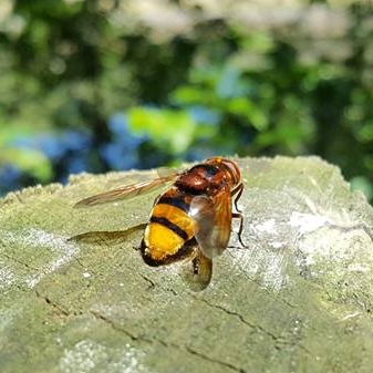 Hornet Hoverfly (Volucella zonaria)